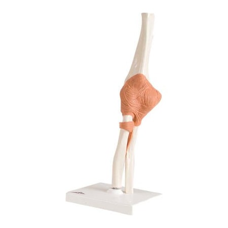 Fabrication Enterprises 3B Anatomical Model - Functional Elbow Joint 954350